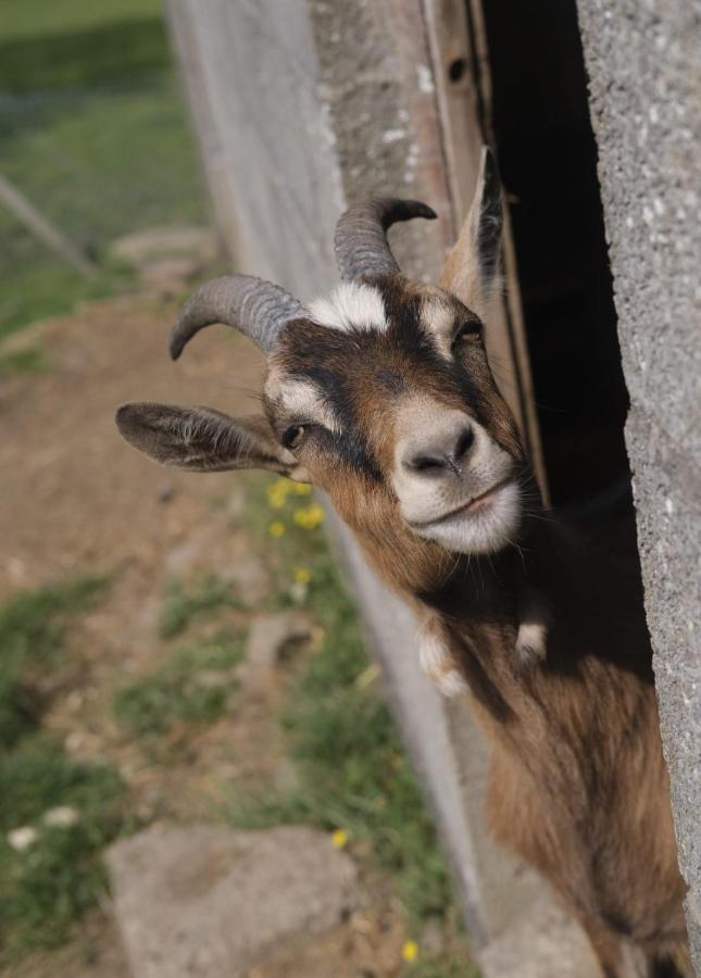 La Billardiere Camping A La Ferme Le Menil-Ciboult 外观 照片