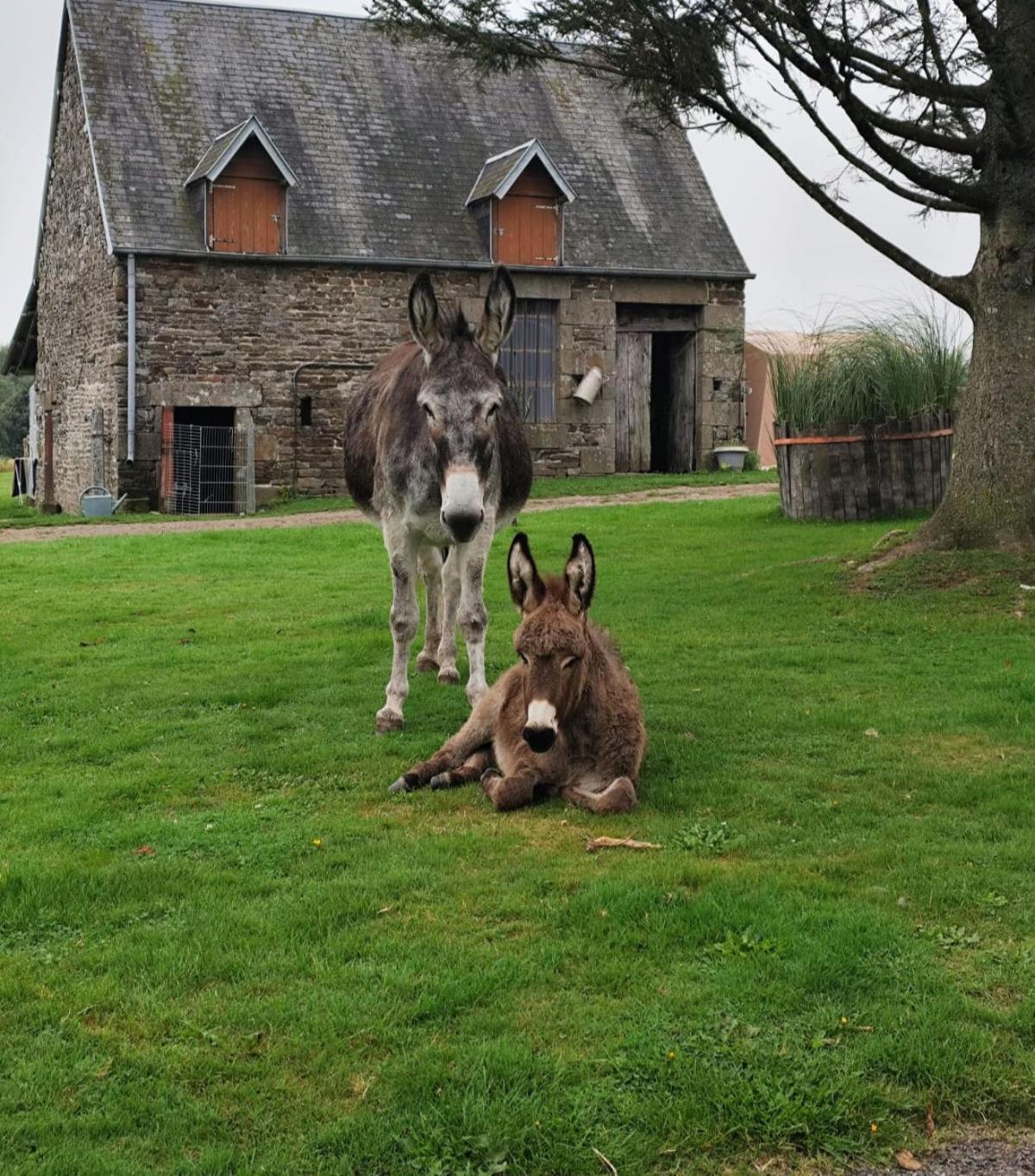 La Billardiere Camping A La Ferme Le Menil-Ciboult 外观 照片